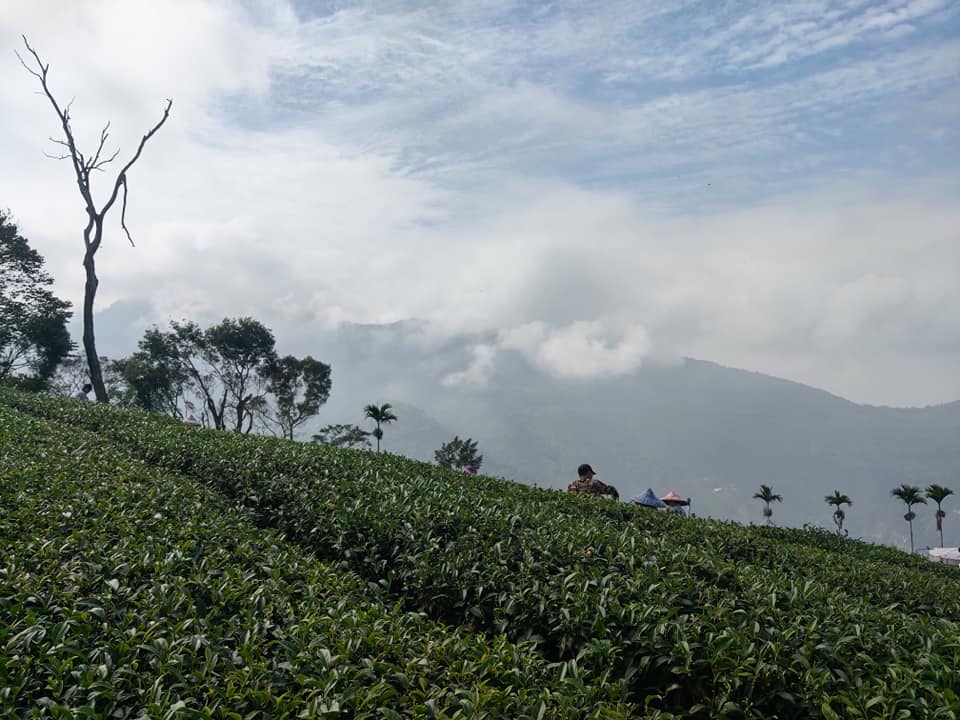 正賀茶場 阿里山無毒高山茶 茶葉禮盒 年節送禮