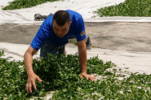 正賀製茶:萎凋 阿里山 友善茶園 