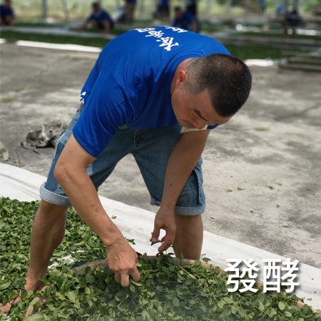 正賀製茶步驟 發酵 阿里山 友善茶園 頭等茶