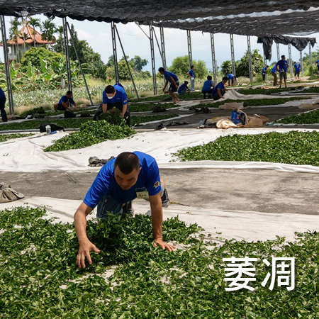 正賀製茶步驟 萎凋 阿里山 友善茶園 頭等茶